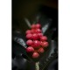 PRO LINE Fruity Raspberry Pop-ups  12mm